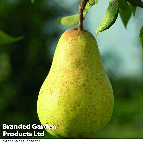 Pear 'Williams' Bon Chretien'