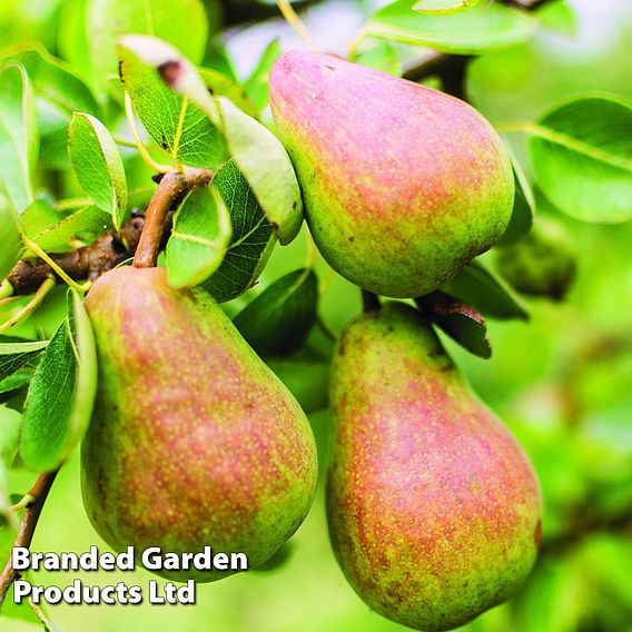 Pear 'Williams' Bon Chretien'