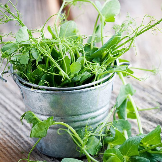 Pea Shoots Seeds - Anubis