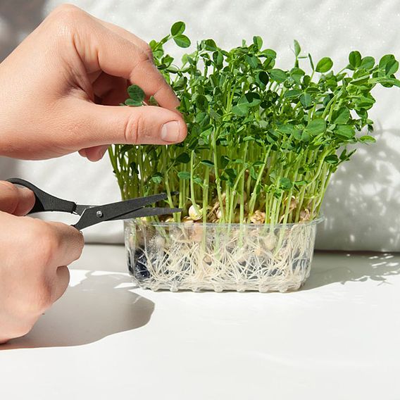 Pea Shoots 'Anubis' - Seeds