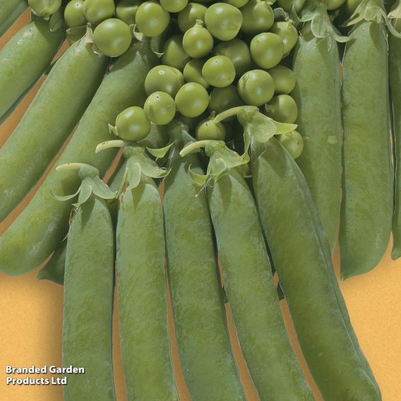 Pea 'Ambassador' - Organic Seeds