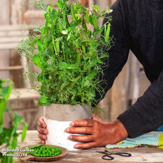Pea 'Bernard' - Seeds