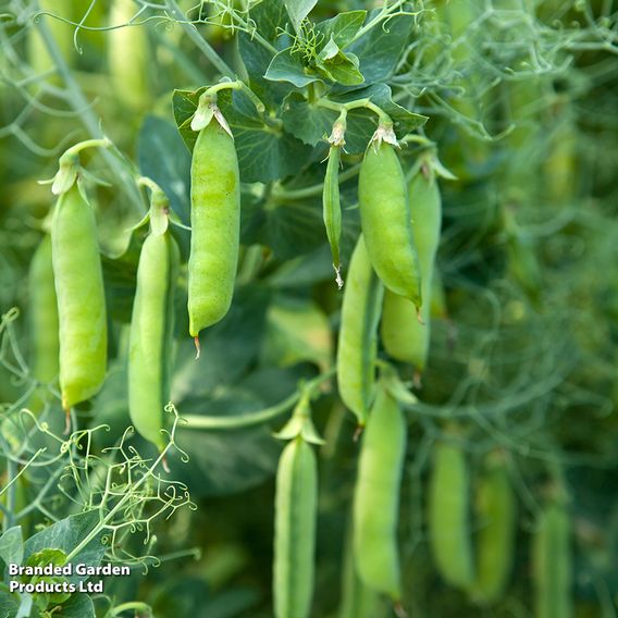 Pea Sugar Snap 'Delikett' - Seeds