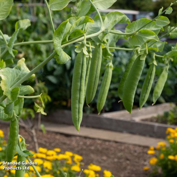 Pea 'Douce Provence'