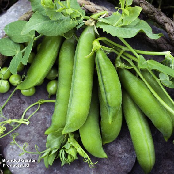 Pea 'Douce Provence'
