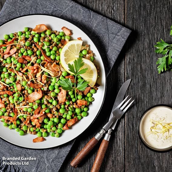 Pea 'Flovert' (Petit Pois) - Gourmet Veg Seeds