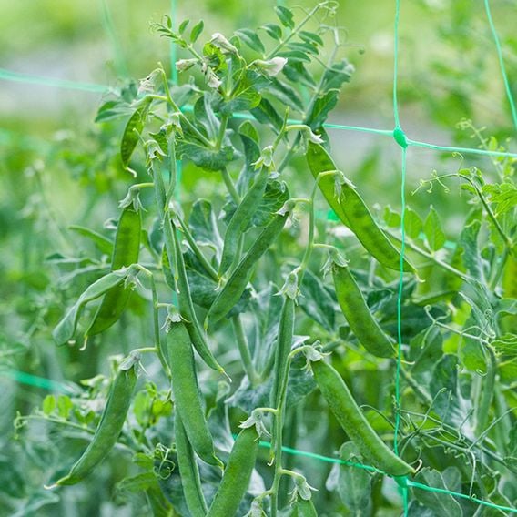Pea 'Flovert' (Petit Pois) - Gourmet Veg Seeds