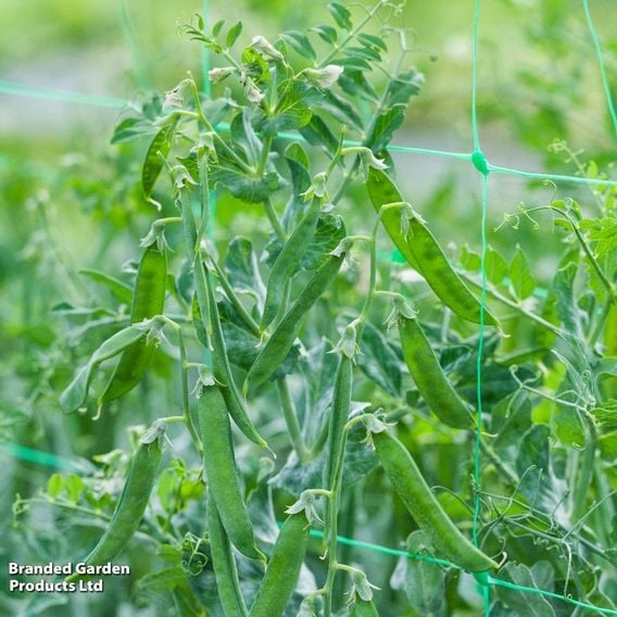 Pea 'Flovert' (Petit Pois) - Gourmet Veg Seeds