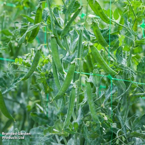 Pea 'Flovert' (Petit Pois) - Gourmet Veg Seeds