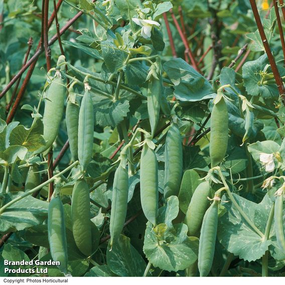 Pea 'Kelvedon Wonder' - Organic Seeds