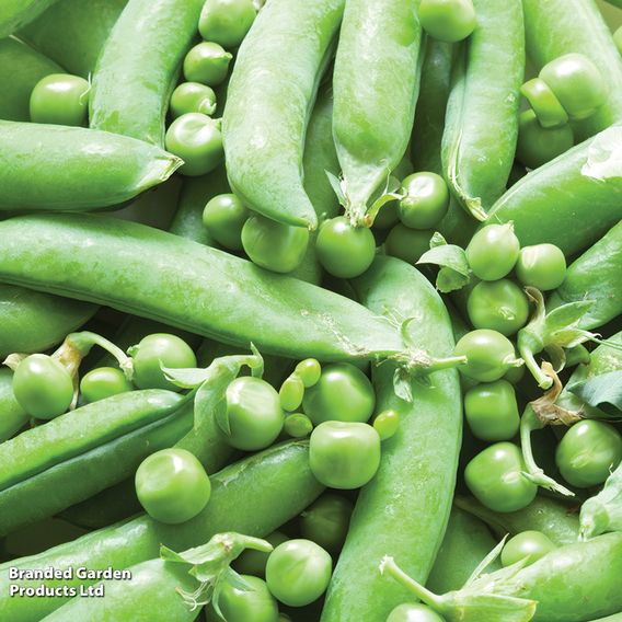 Pea 'Kelvedon Wonder' - Organic Seeds