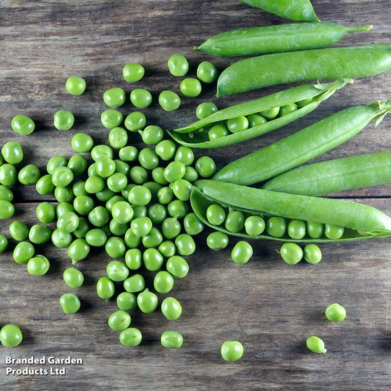 Pea 'Kelvedon Wonder' - Organic Seeds