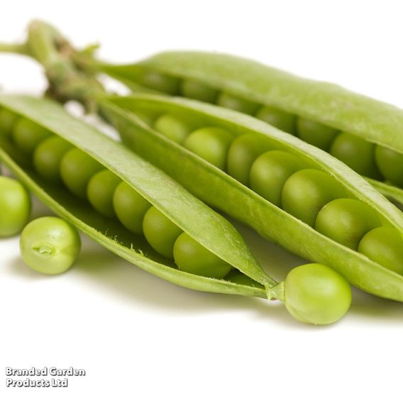 Pea 'Kelvedon Wonder' - Organic Seeds