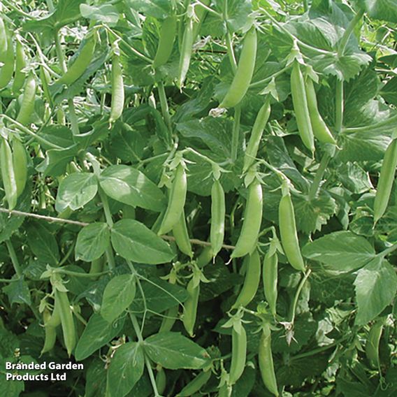 Pea 'Kelvedon Wonder' - Organic Seeds