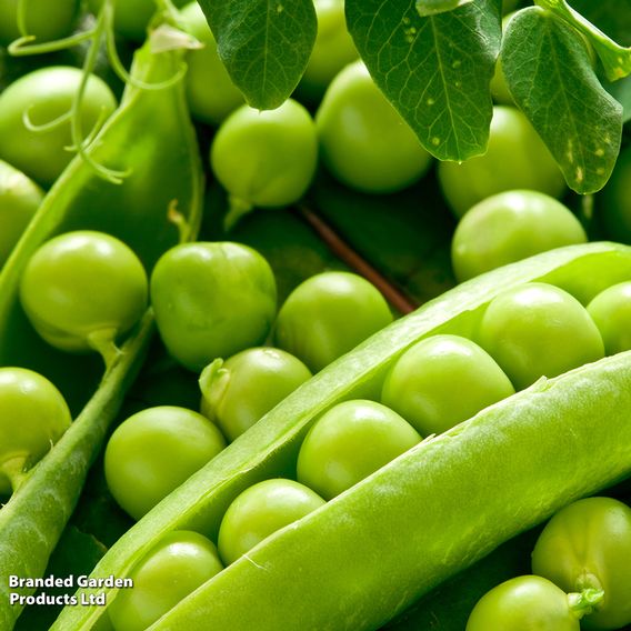 Pea 'Ambassador' - Organic Seeds