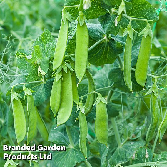 Pea Snow Max (Mangetout) - Seeds