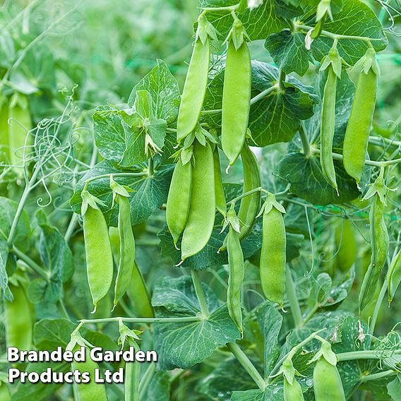 Pea Snow Max (Mangetout) - Seeds