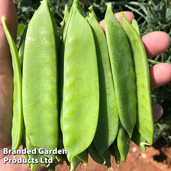 Pea Snow Max (Mangetout) - Seeds