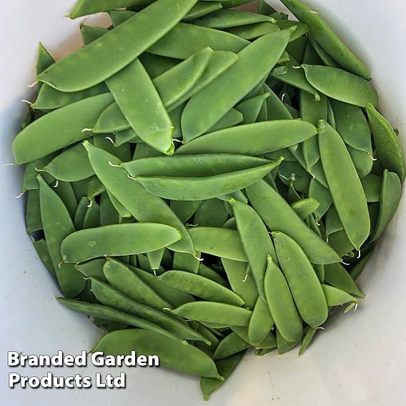 Pea Snow Max (Mangetout) - Seeds