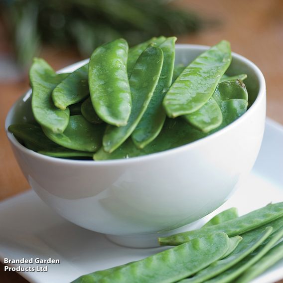 Pea Mangetout 'Sweet Horizon' - Seeds