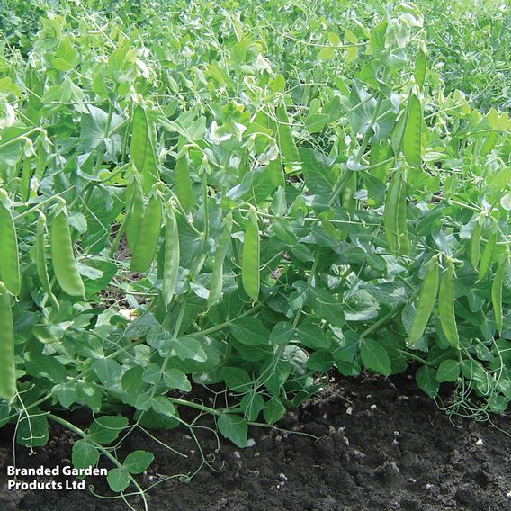 Pea Mangetout 'Sweet Horizon' - Seeds