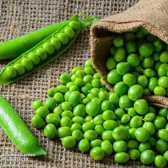 Pea 'Mr Big' - Seeds