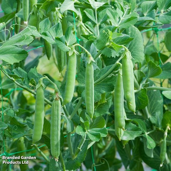 Pea 'Mucio' - Seeds