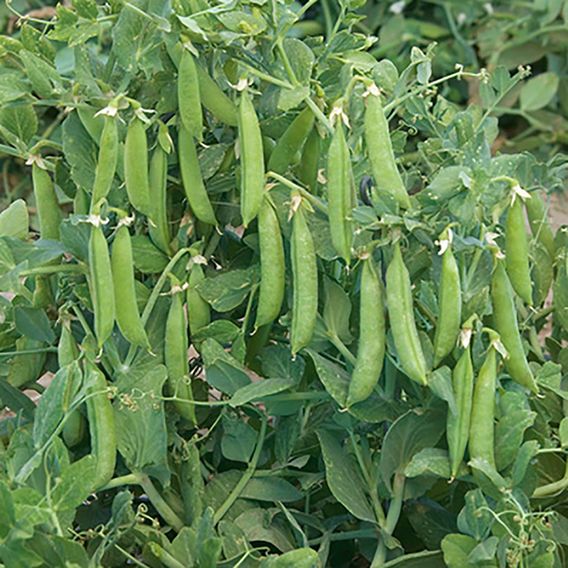 Pea 'Sugar Force' (Mangetout) - Seeds