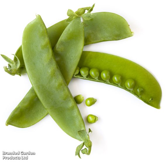 Pea Mangetout 'Sweet Horizon' - Seeds