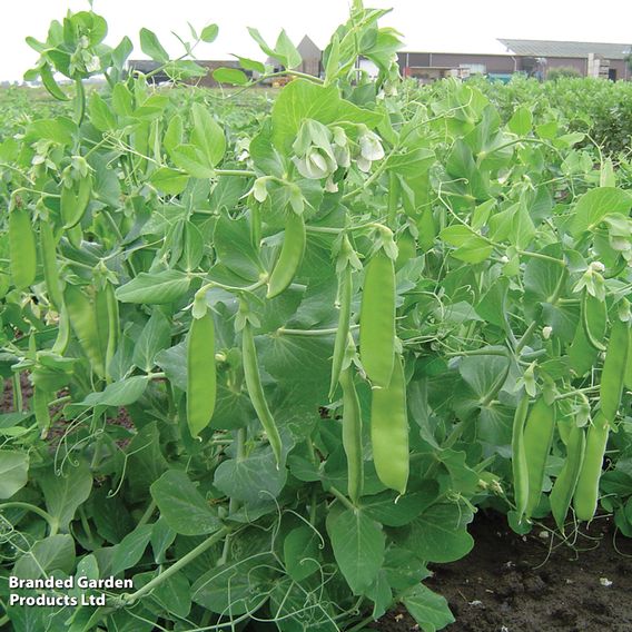 Pea Mangetout 'Sweet Horizon' - Seeds