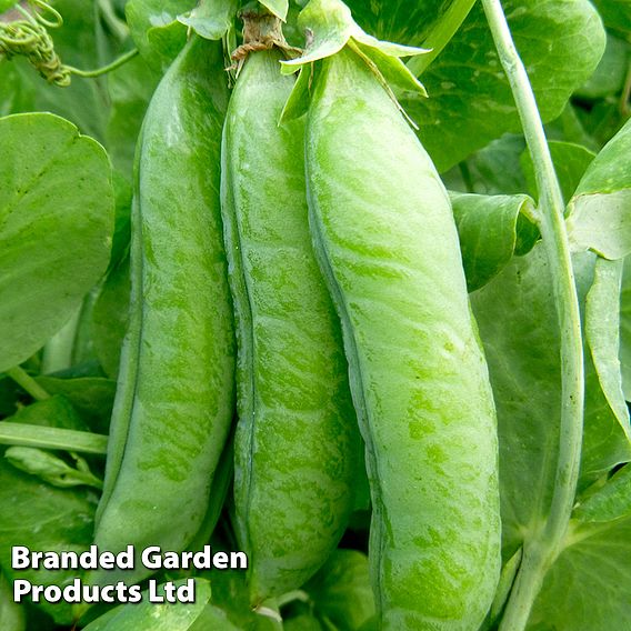 Pea Telephone - Seeds