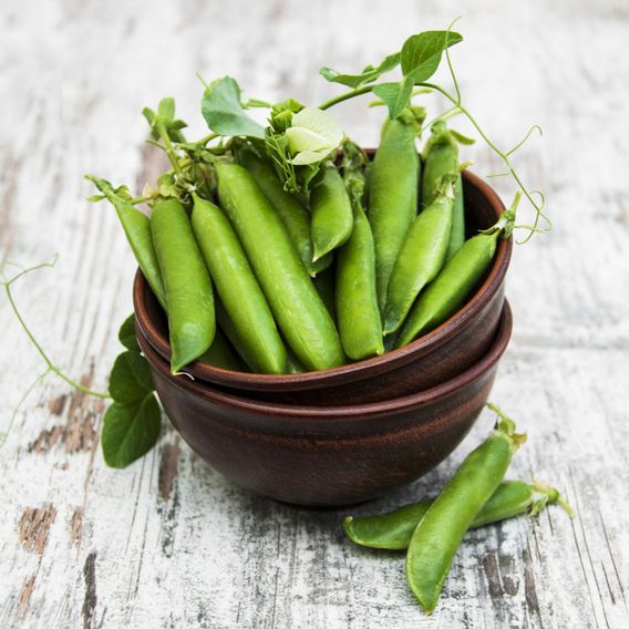 Pea 'Tomahawk' - Seeds