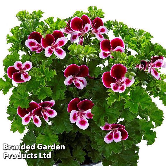 Geranium 'Grandeur Angels Perfume'