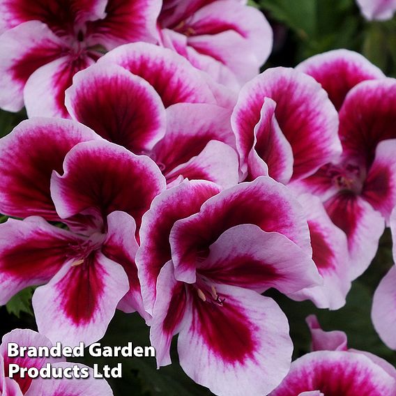 Geranium 'Grandeur Angels Perfume'