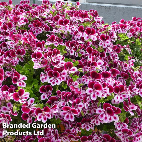 Geranium 'Grandeur Angels Perfume'