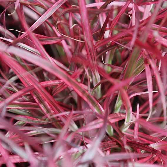 Pennisetum x advena 'Fireworks'