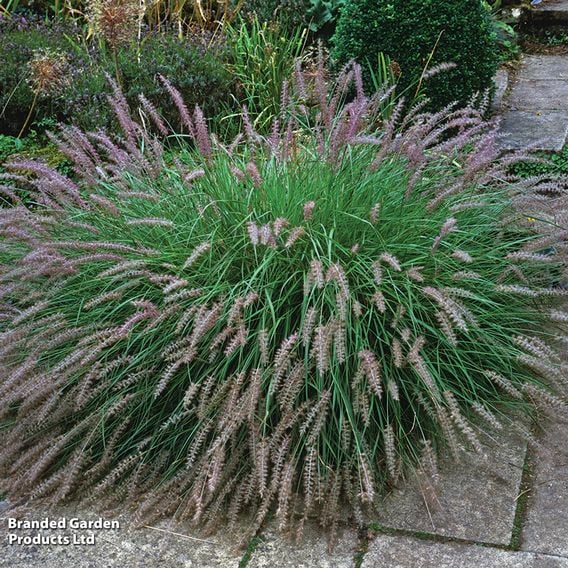 Pennisetum alopecuroides