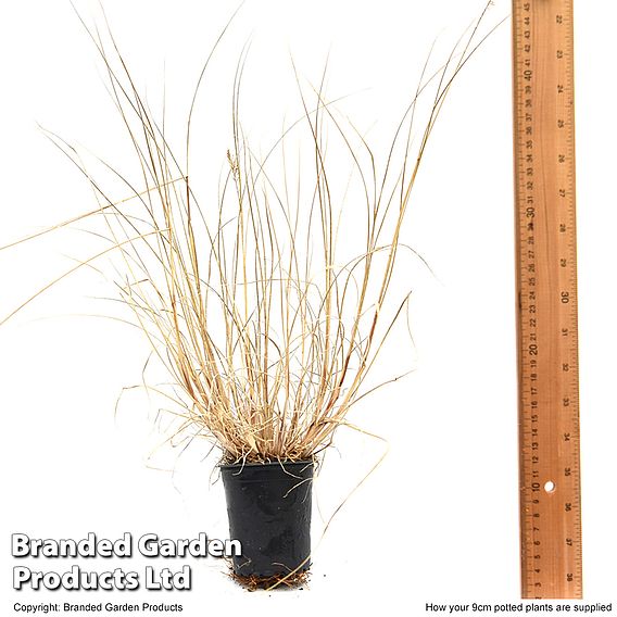Pennisetum alopecuroides 'Hameln'