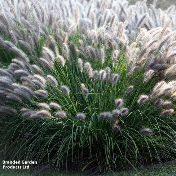 Pennisetum alopecuroides 'Moudry'