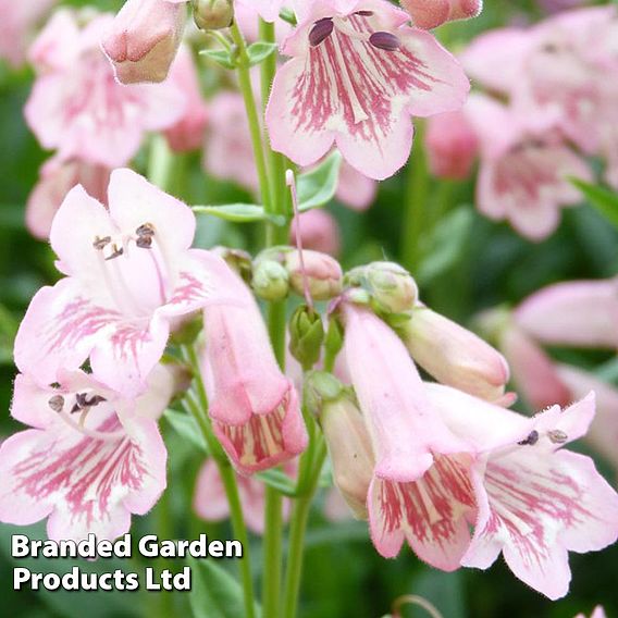 Penstemon 'Pink Bedder'