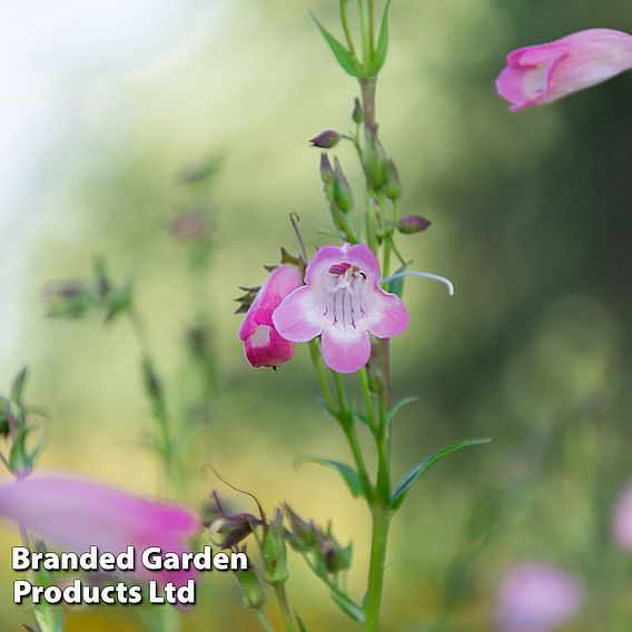 Penstemon 'Appleblossom'
