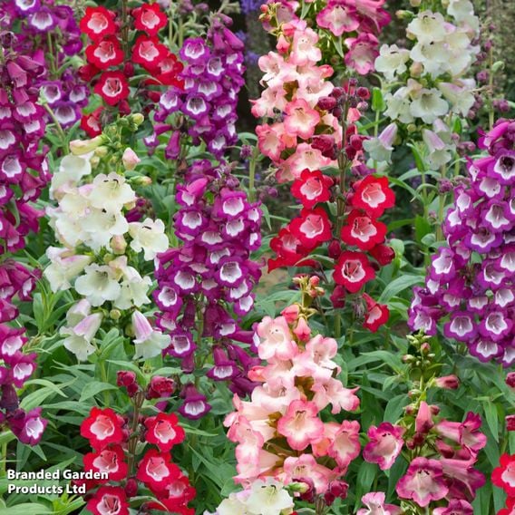 Penstemon hartwegii 'Arabesque Mix'