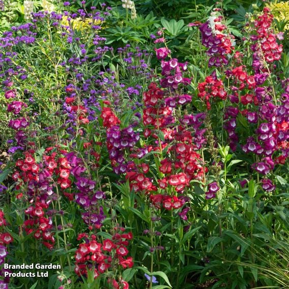 Penstemon hartwegii 'Arabesque Mix'