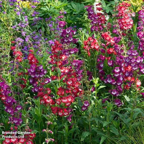 Penstemon hartwegii 'Arabesque Mix'