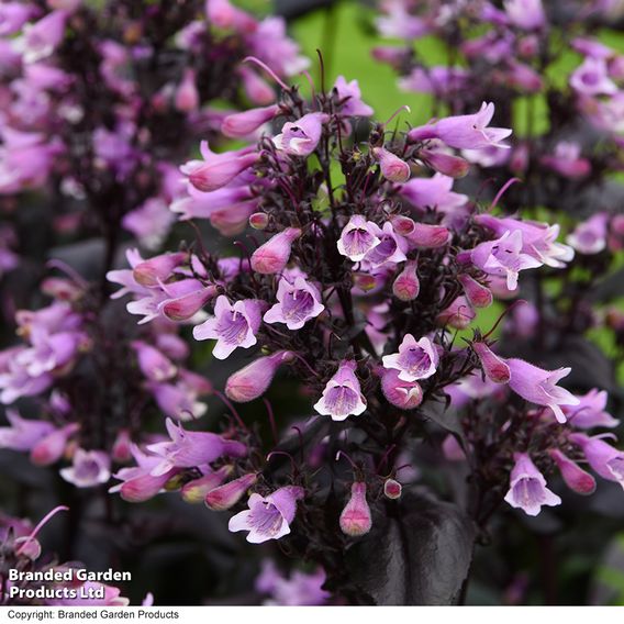 Penstemon 'Dark Towers'