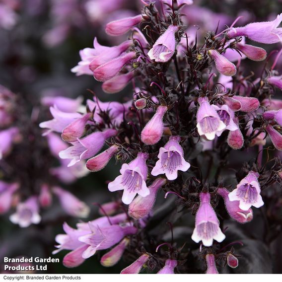 Penstemon 'Dark Towers'