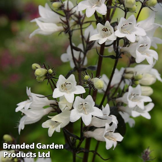 Penstemon digitalis 'Husker Red'