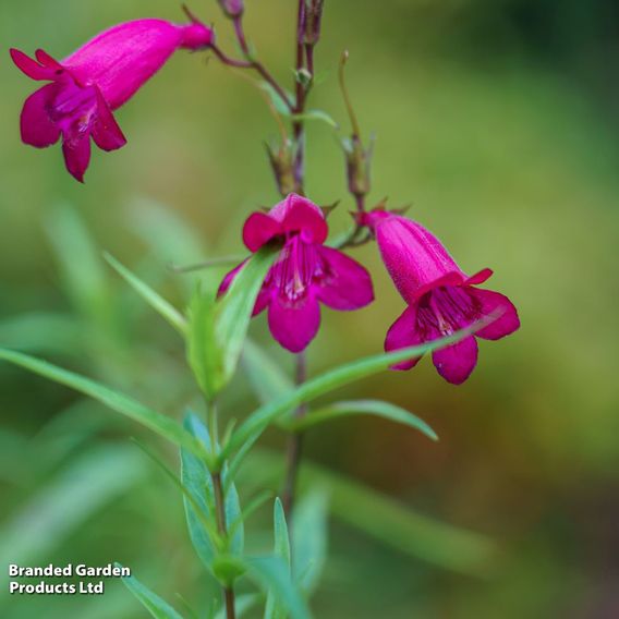Penstemon 'Pensham Just Jayne'