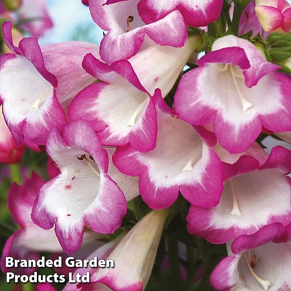 Penstemon 'Laura'