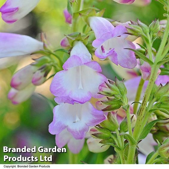 Penstemon 'Laura'